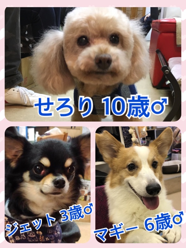 今日のワンコキャスト🐶